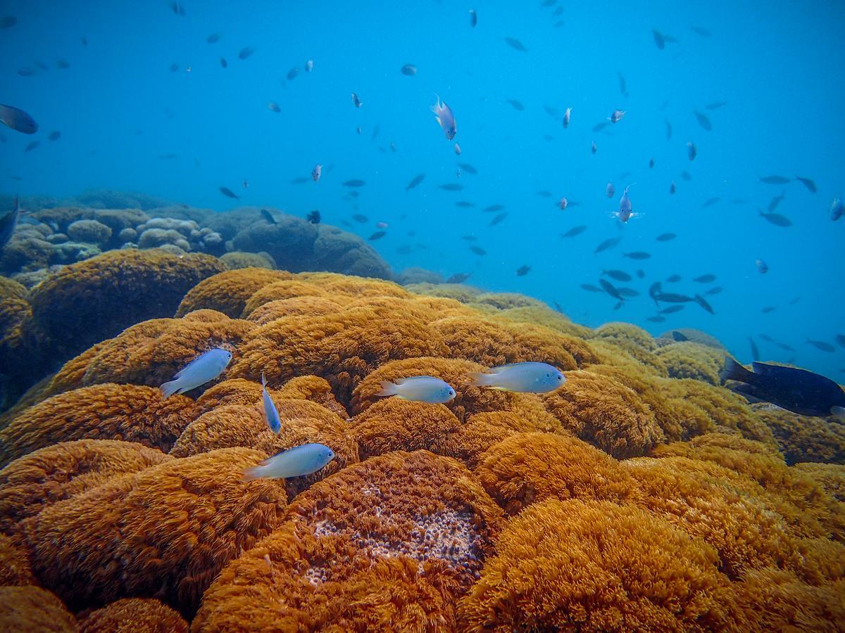 Coral Reef View Inn Alifu Atoll Exteriör bild